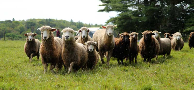 sheep